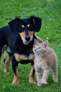 gato y perro_