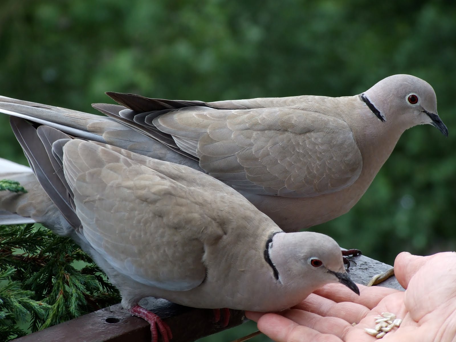 «El príncipe de las palomas» leyendas de fantasmas en Bogotá