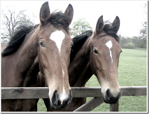 Como evitar que nuestros caballos de tengan  garrapatas