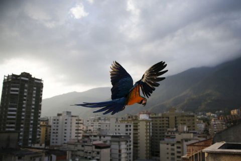 Para que te acuerdes de tus andanzas por Caracas