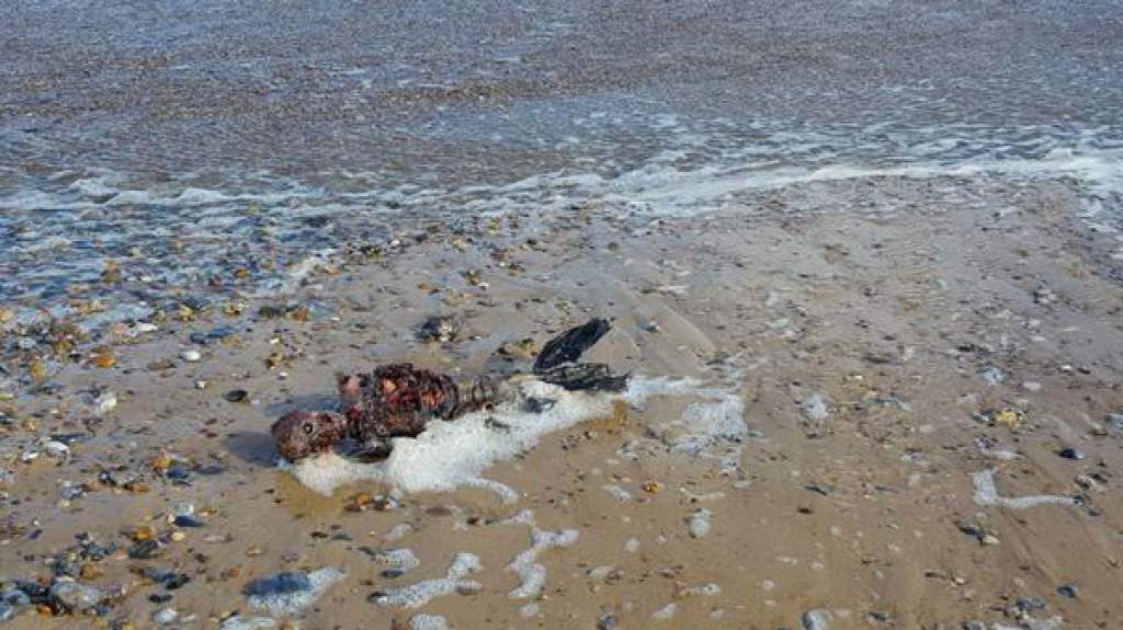 Cierto o falso, es viral en la red , el encuentro del supuesto cadaver de una sirena en las costas británicas